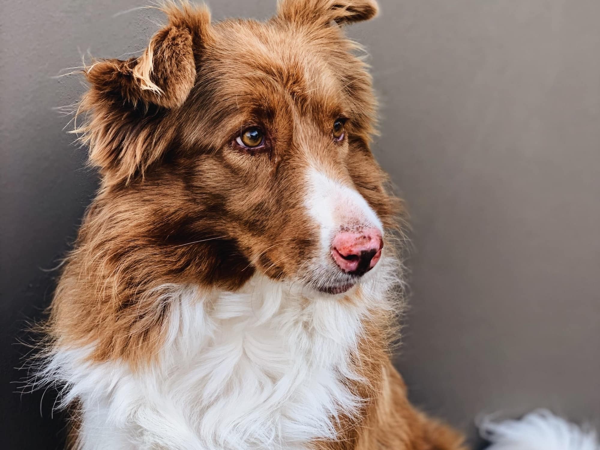 Is Neosporin safe for dogs?